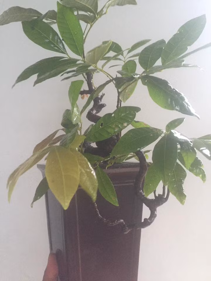 Thân cây mọc ra nhiều nhánh khỏe khoắn. Ảnh: FB Hung Pham.