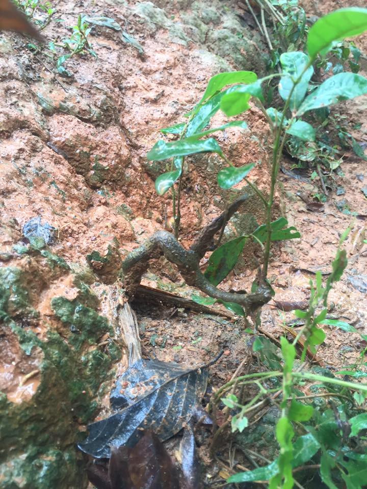 Bonsai nhãn mini với thân uốn lượn độc đáo. Ảnh: FB Khung Truong.