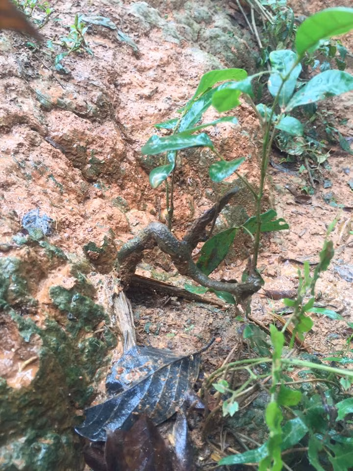 Bonsai nhãn mini với thân uốn lượn độc đáo. Ảnh: FB Khung Truong.