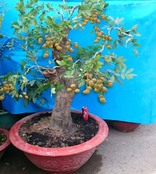 Nhãn bonsai cổ thụ trĩu quả trông thích mắt. Ảnh: Blogspot.