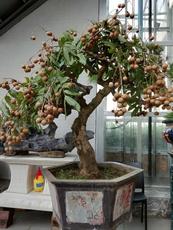 Cây nhãn lồng Hưng Yên tạo dáng bonsai cao chưa đầy 1m nhưng quả sai trĩu trịt đã gây bão mạng những ngày vừa qua. Ảnh: Vanhienvietnam.
