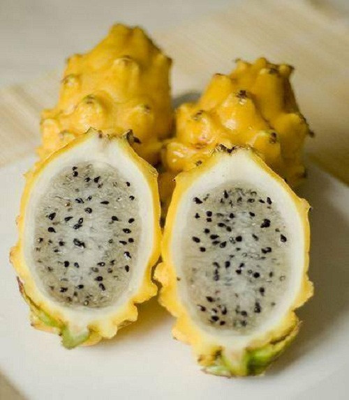 Theo người bán, thanh long vàng Malaysia có ruột bên trong khá mọng, bóng. Ảnh: Oanhtraicay.