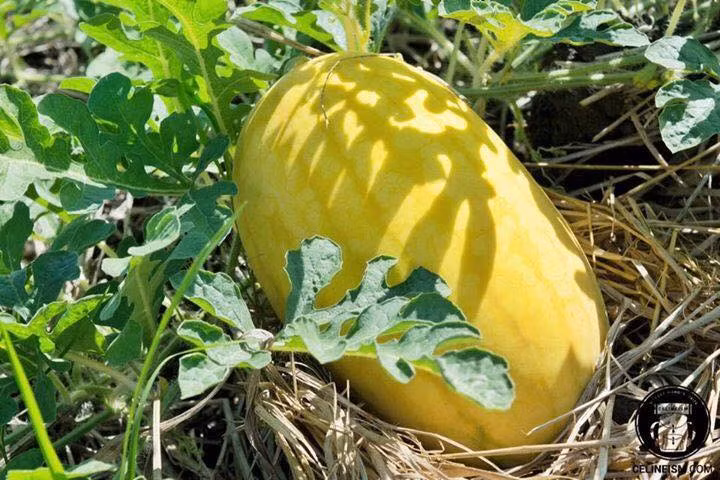 Quả dưa hình bầu dục ngắn, vỏ màu vàng, nhạt, vị dưa ngon và ngọt. Mỗi quả nặng trung bình 3,5 kg. Ảnh: Facebook.