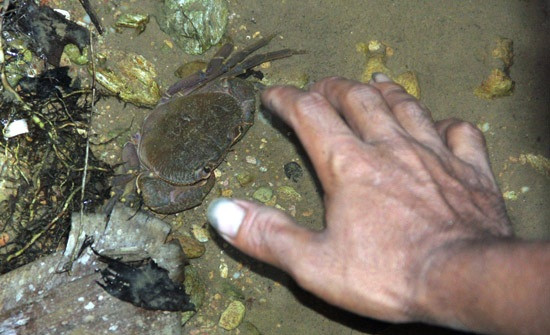 Cua đá bị tóm một cách dễ dàng sau khi ra khỏi hang. Ảnh: Baonghan.