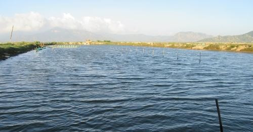 Huyện Ninh Hải được coi là thủ phủ của cây rong nho với diện tích khoảng 15 ha. Ảnh: TTXVN.