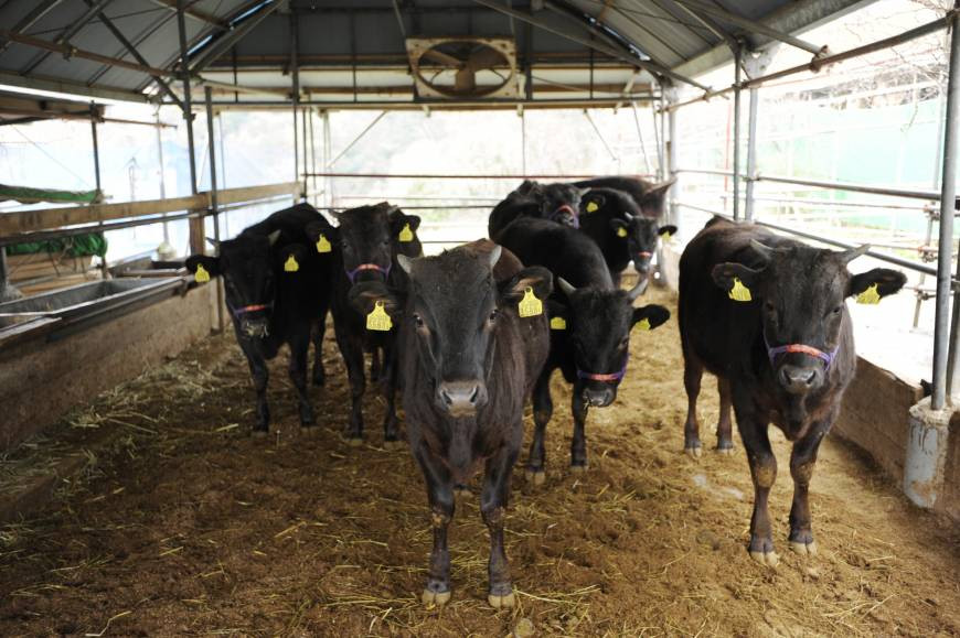 Thức ăn cho bò và bê gồm nhiều loại ngũ cốc và cỏ, bao gồm cỏ tươi và cổ khô. Hầu như tất cả bê Wagyu đều được ăn bằng khẩu phần đặc biệt từ khoảng hai đến ba tháng tuổi. Ảnh: The Japan Times.