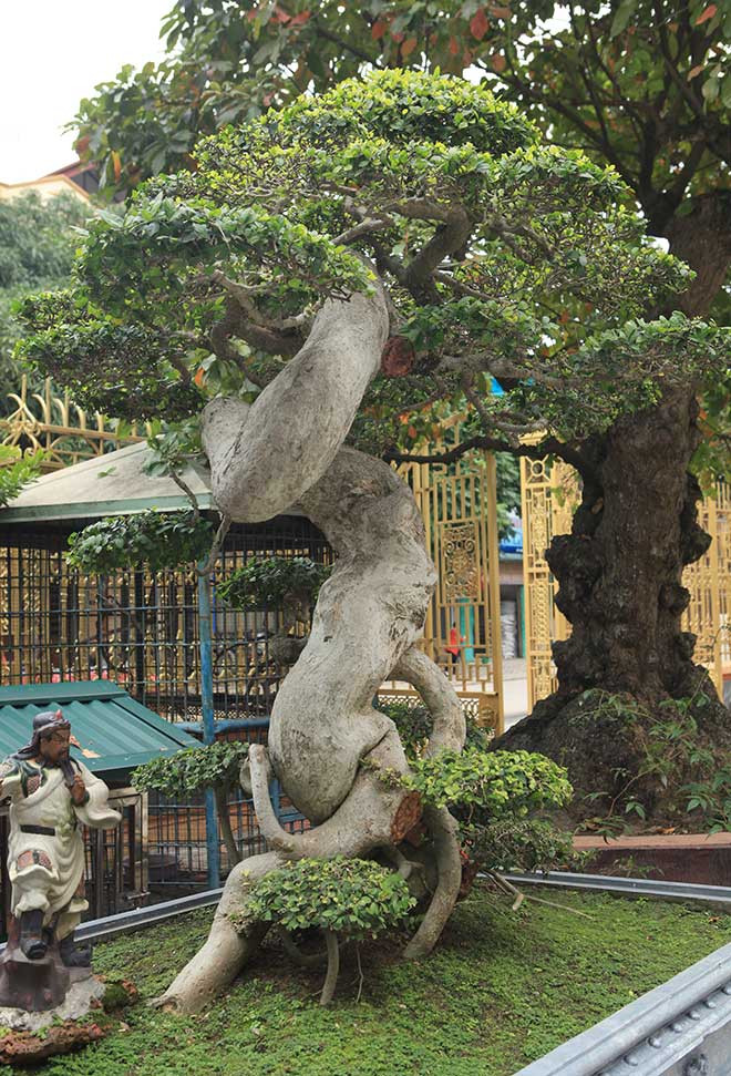 Cây duối được anh mua với giá 3,7 tỷ đồng từ hơn 10 năm trước. Ảnh: Dân Việt.