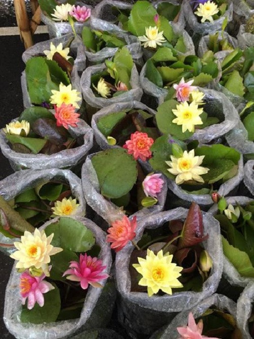 Nhiều người chơi cho biết, trồng hoa súng đổi màu thật sự thú vị khi có thể chờ đợi xem bông hoa chuyển màu thế nào. Ảnh: FB Hoa Súng.