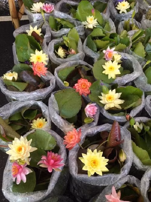 Nhiều người chơi cho biết, trồng hoa súng đổi màu thật sự thú vị khi có thể chờ đợi xem bông hoa chuyển màu thế nào. Ảnh: FB Hoa Súng.