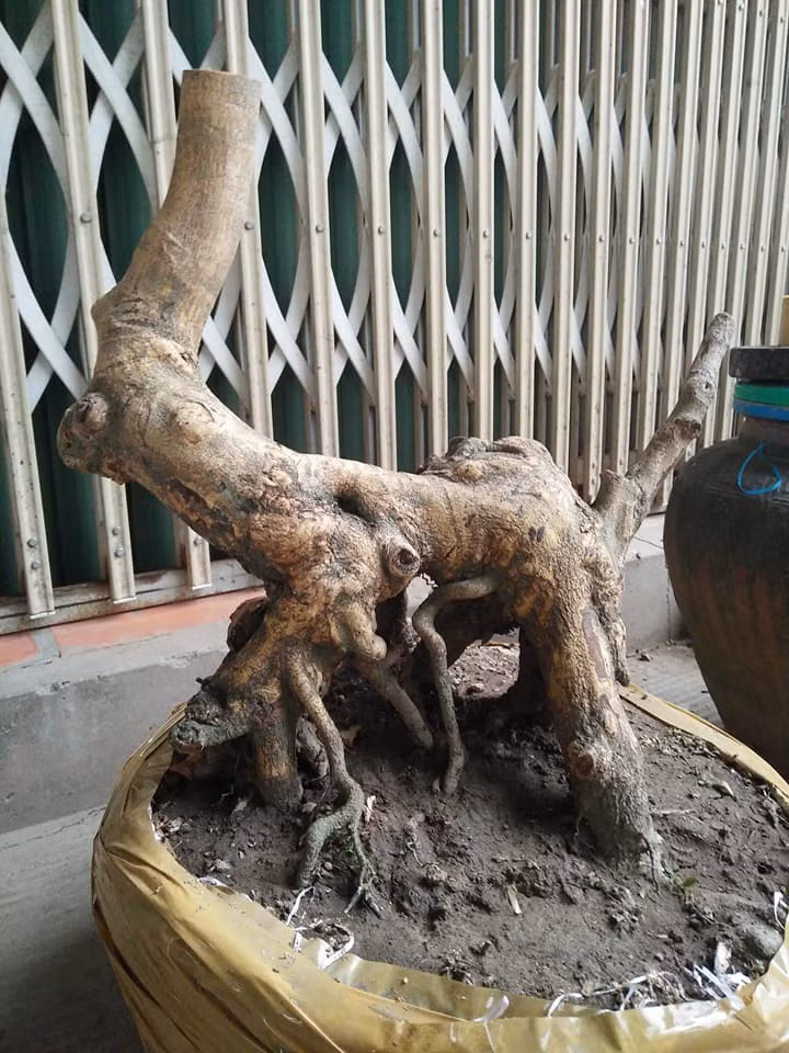 Thậm chí cả gốc bonsai mai vàng cũng được nghệ nhân uốn hình con chó. Ảnh: FB ‎Lung Vô Thương‎.