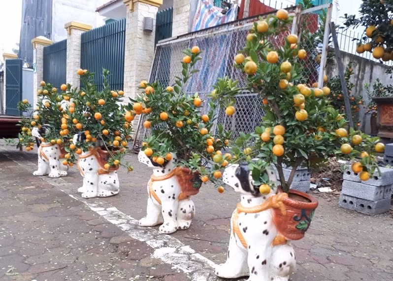 Ngoài ra còn có quất cảnh trồng trên lưng chó đốm. Ảnh: Infonet.