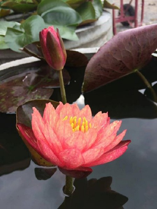 Trên các chợ mạng, cây giống hoa súng đổi màu được rao bán với giá từ 140.000 - 300.000 đồng. Ảnh: FB Hoa Súng.