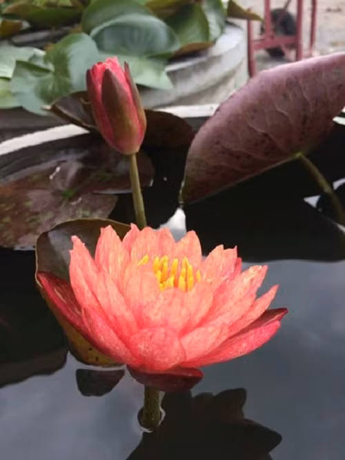 Trên các chợ mạng, cây giống hoa súng đổi màu được rao bán với giá từ 140.000 - 300.000 đồng. Ảnh: FB Hoa Súng.