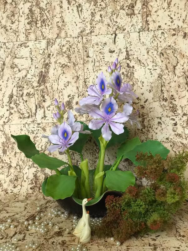 Thời gian gần đây, bèo tây được giới chơi cây đưa lên thành những chậu bonsai đẹp mắt. Ảnh: Hoadatsetbinhtien.