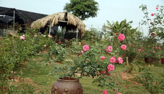 Các giống hồng cổ của Việt Nam được ưa chuộng bởi không quá phô trương như hồng ngoại nhưng giống nào cũng mang một vẻ đẹp thuần khiết và có sức sống mãnh liệt. Ảnh: Dân Việt.