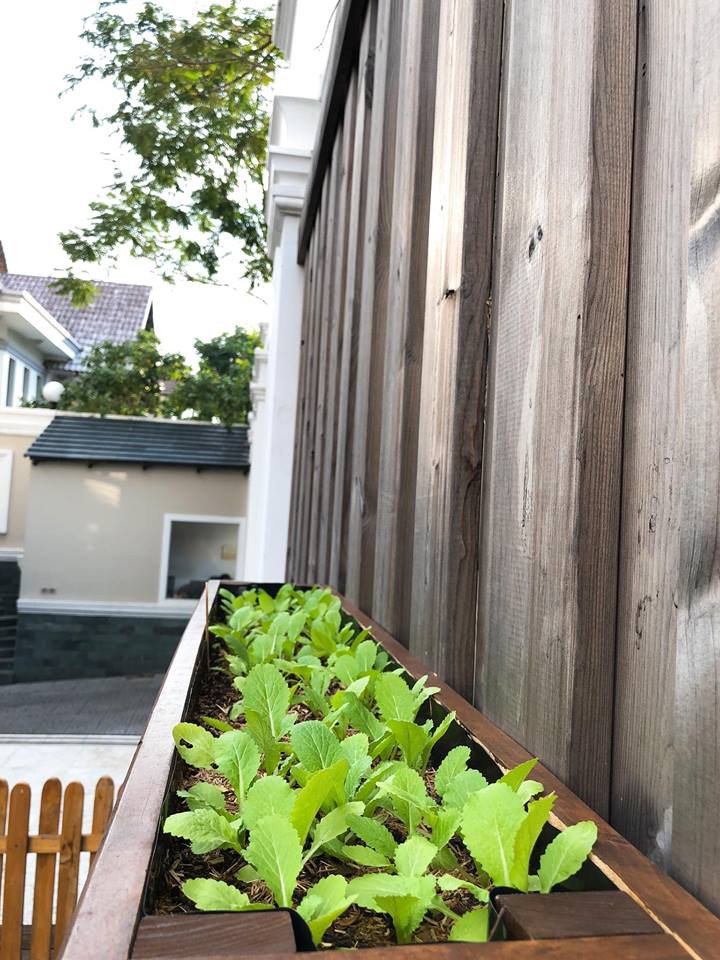 Dưới bàn tay của Tăng Thanh Hà, các loại rau đều xanh tươi mơn mởn.