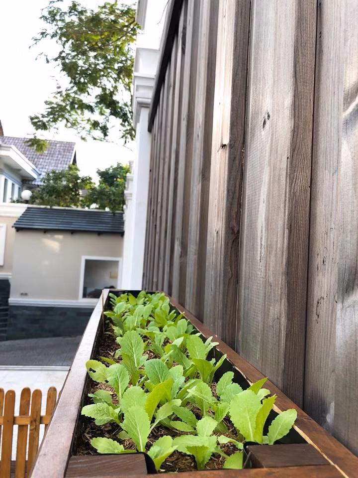 Dưới bàn tay của Tăng Thanh Hà, các loại rau đều xanh tươi mơn mởn.