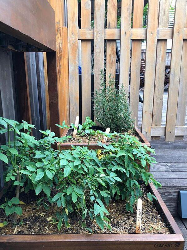 Vườn rau tí hon của nữ diễn viên "Bỗng dưng muốn khóc" khiến nhiều người thích thú.