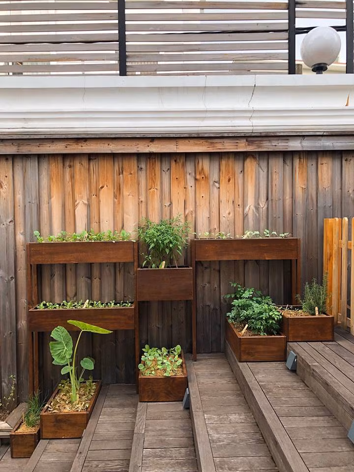 Hà Tăng trồng các loại rau quen thuộc như rau ngót, rau cải, dọc mùng...