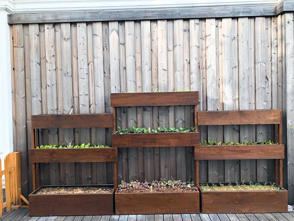 Thay vì trồng trong những thùng xốp, "Ngọc nữ màn ảnh Việt" chọn những khung gỗ rất gọn mắt.