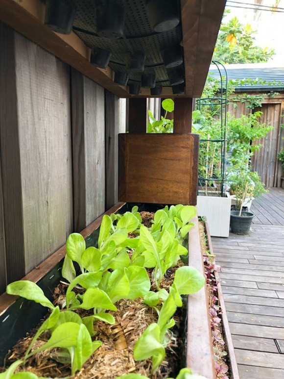 Khóm rau đến thời điểm thu hoạch.