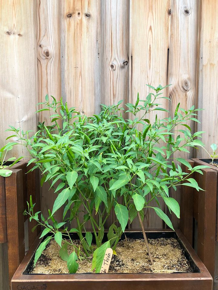 Bên cạnh rau, Tăng Thanh Hà còn trồng cả ớt.