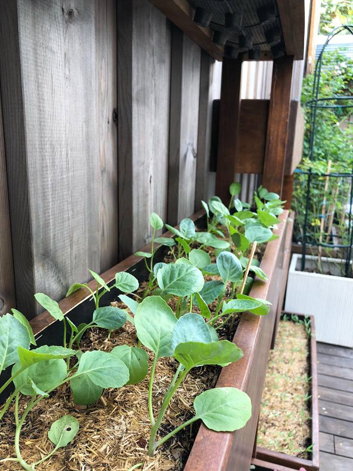 Nữ diễn viên còn phủ thêm một lớp rơm, rạ trên bề mặt để giữ ẩm cho cây.