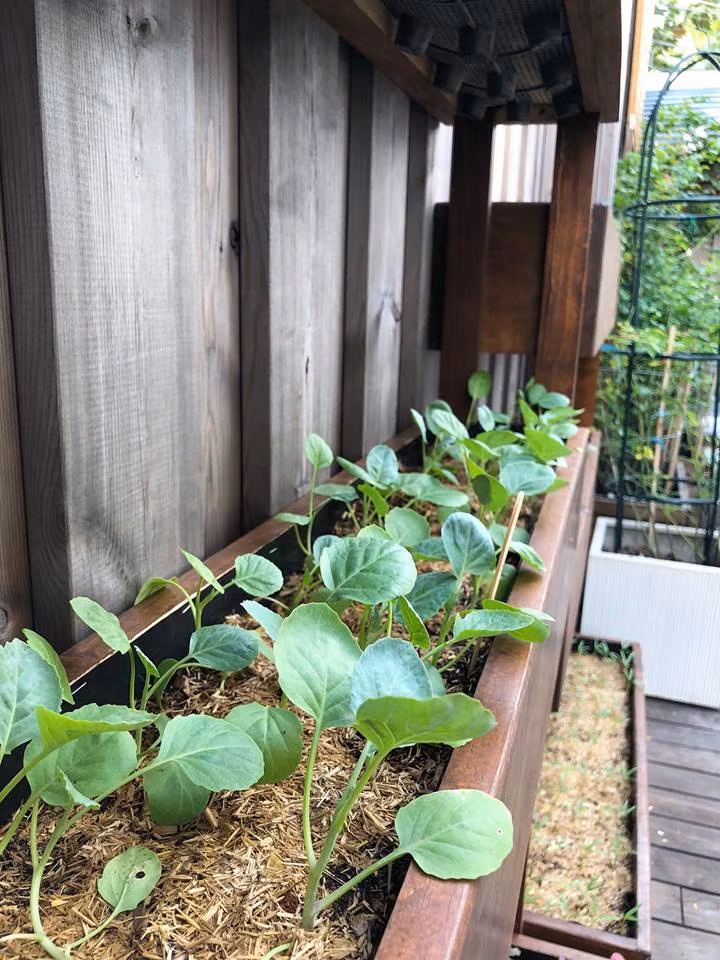 Nữ diễn viên còn phủ thêm một lớp rơm, rạ trên bề mặt để giữ ẩm cho cây.