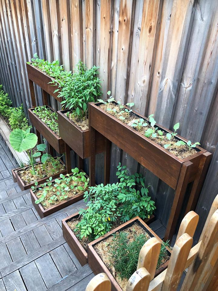 Mới đây, trên trang Facebook cá nhân, Tăng Thanh Hà tự hào khoe vườn rau sạch được bài trí đẹp mắt trong khuôn viên biệt thự.