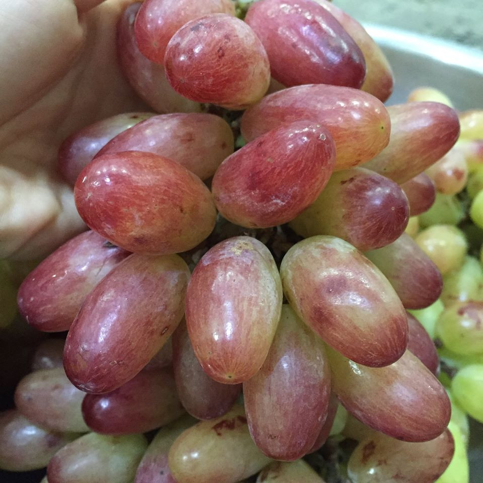 Bên cạnh các giống nho nhập khẩu, gần đây nhiều bà nội trợ tìm mua giống nho ba màu đặc biệt ở Ninh Thuận. Ảnh: FB Nguyễn Xuân Bích Trâm.