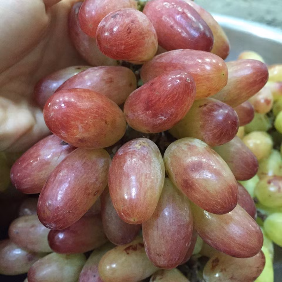 Bên cạnh các giống nho nhập khẩu, gần đây nhiều bà nội trợ tìm mua giống nho ba màu đặc biệt ở Ninh Thuận. Ảnh: FB Nguyễn Xuân Bích Trâm.