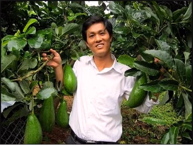 Anh Trịnh Xuân Mười (Diễn Châu, Nghệ An) được mệnh danh là "vua" bơ Tây Nguyên với thu nhập 6 tỷ một năm. Ảnh: Zing.