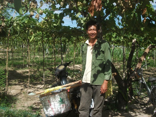 Giàn mướp hương cũng giúp anh Nguyễn Triều Hải (thôn Phú Hưng, xã Bình Tân, huyện Tây Sơn, Bình Định) đổi đời. Ảnh: Dân Việt.