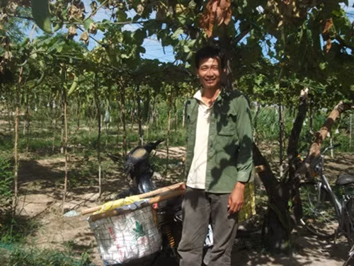 Giàn mướp hương cũng giúp anh Nguyễn Triều Hải (thôn Phú Hưng, xã Bình Tân, huyện Tây Sơn, Bình Định) đổi đời. Ảnh: Dân Việt.