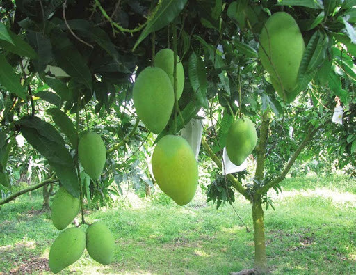 Mùa xoài 2018, nhà vườn dự tính 160 tấn sẽ xuất khẩu sang Singapore, bán vào hệ thống siêu thị Satra và chợ đầu mối Thủ Đức. Ảnh: Trongcayantrai.