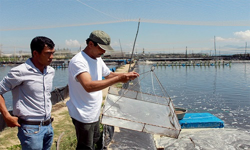 Ông Sơn (áo màu trắng) kiểm tra lại quá trình phát triển của tôm.
