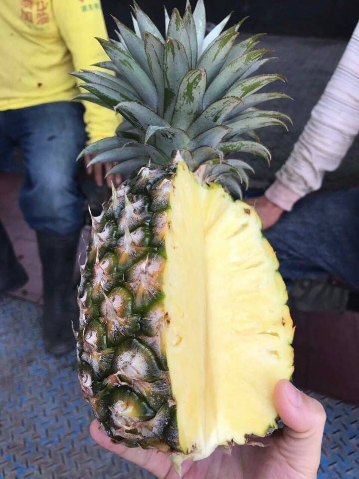  Quả dứa Đài Loan có trọng lượng khủng, trung bình hơn 1kg/quả, có những quả còn nặng tới 2kg. Ảnh: Oanhtraicay.