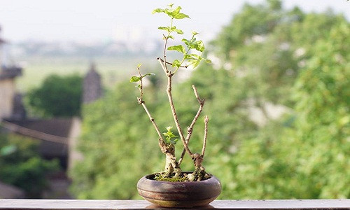Hoa nhài cánh kép nhỏ, vô cùng đáng yêu. Ảnh: FB Bonsai Siêu nhỏ.