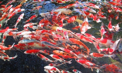 Cá koi Ojiya đẹp và nổi tiếng nhờ vào thời tiết lạnh, thổ nhưỡng và kỹ thuật chăm sóc. Ảnh: Asiatravel agency.