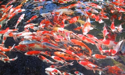 Cá koi Ojiya đẹp và nổi tiếng nhờ vào thời tiết lạnh, thổ nhưỡng và kỹ thuật chăm sóc. Ảnh: Asiatravel agency.