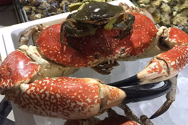 Khi nấu chín, cua có vị ngọt, chắc thịt. Ảnh: ArtStation.