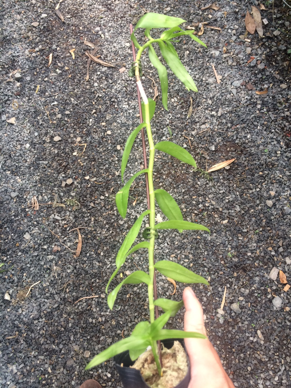 Cây lan phi điệp 5 cánh trắng có thể dài tới 1,6m thậm chí hơn 2m, thân to bằng ngón tay đeo nhẫn của người lớn. Ảnh: Hoalandep.