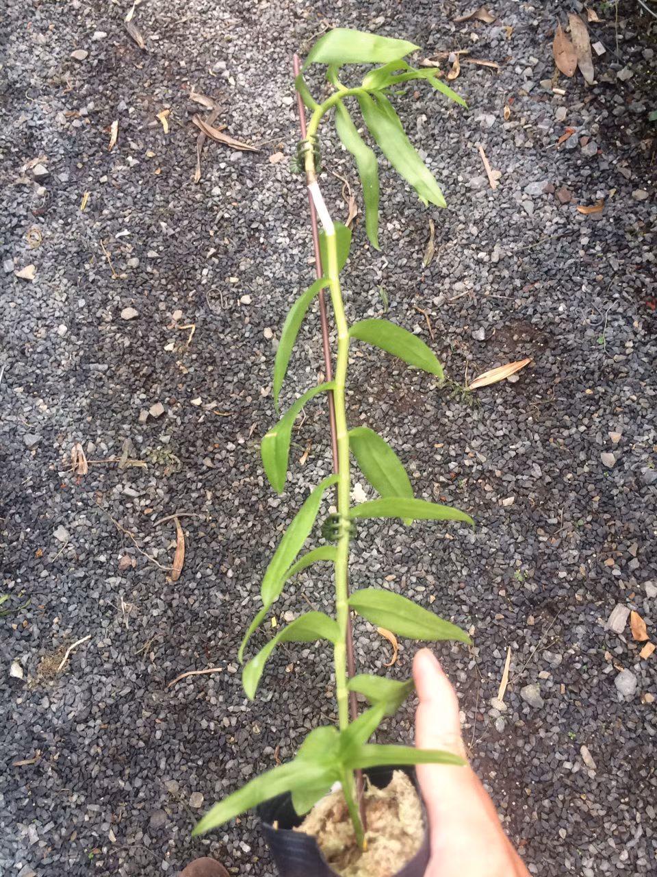 Cây lan phi điệp 5 cánh trắng có thể dài tới 1,6m thậm chí hơn 2m, thân to bằng ngón tay đeo nhẫn của người lớn. Ảnh: Hoalandep.