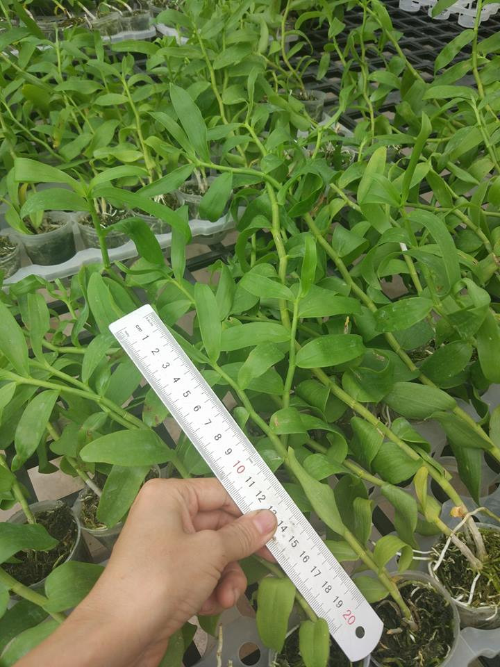 Do giống lan phi điệp 5ct đột biến này rất hiếm, nên không phải lúc nào cũng mua được. Trong khi dòng lan phi điệp thông thường bán theo kg hay giỏ, thì phi điệp 5 cánh trắng được bán tính theo cm. Ảnh: SGGP.