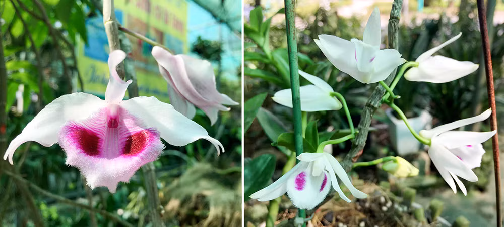 Điểm nổi bật nhất của cây phi điệp 5 cánh trắng là mặt bông hoa. Khuôn bông có vẻ đẹp hài hoà, vươn thẳng, đầu cánh hơi cong, hai cánh vai ngang, xếp đều nhau. Ảnh: Baophuthu.