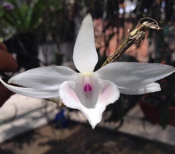 Các loại lan phi điệp 5ct được ưa chuộng hiện nay phải kể đến là 5ct Trường Sa, 5ct Phú Thọ, 5ct nắng sông Hồng, 5ct cánh trắng kim, 5 ct Hà Tĩnh...Ảnh: Chamlan.