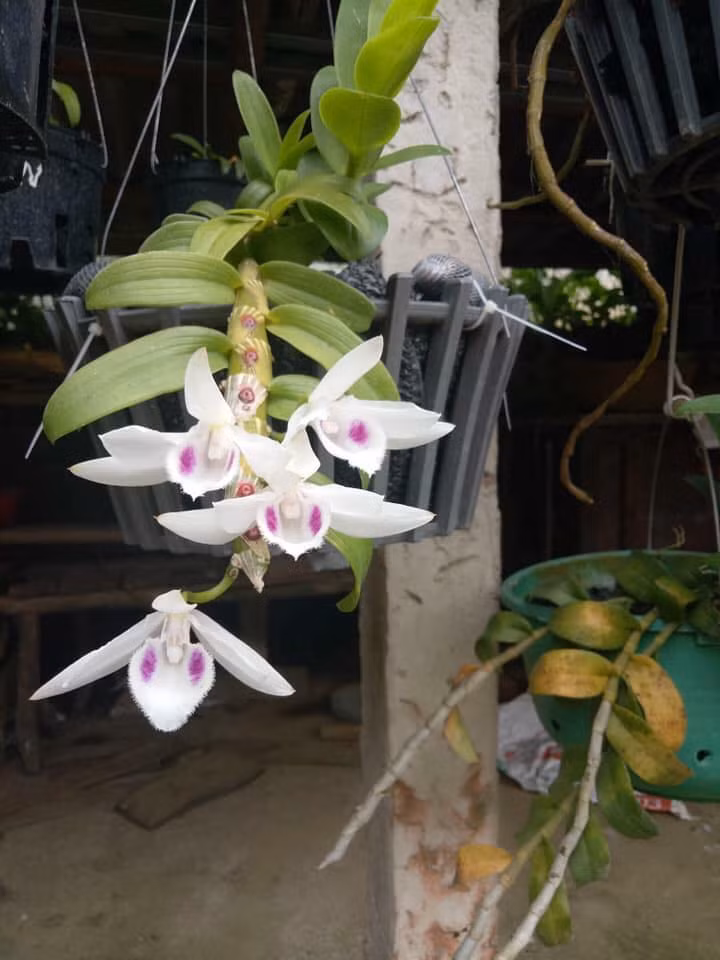 Đặc biệt, sau khi nở khoảng 3 – 5 tiếng, lan phi điệp 5 cánh trắng toả mùi hương quyến rũ, dễ chịu, thoang thoảng, lôi kéo lòng người… Ảnh: FB Tuấn Hà bonsai quảng ninh.