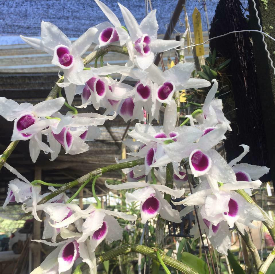 Khác với các loại phi điệp thông thường cánh hoa màu tím, 5 cánh của loại phi điệp 5ct có màu trắng, trong như ngọc. Ảnh: FB Cây và hạt giống Berry.