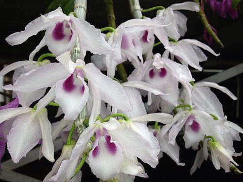 Phi điệp 5ct, còn gọi phi điệp 5 cánh trắng (hay lan giả hạc) là loại lan quý hiếm và đắt nhất hiện nay. Ảnh: FB Nguyễn Thị Hải.