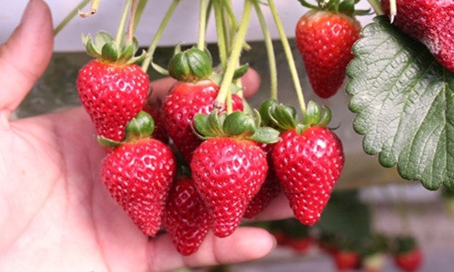 Có ngày dâu tây chín rộ, khu vườn cho thu tới 1,5 tấn quả. Ảnh: Dân Việt.